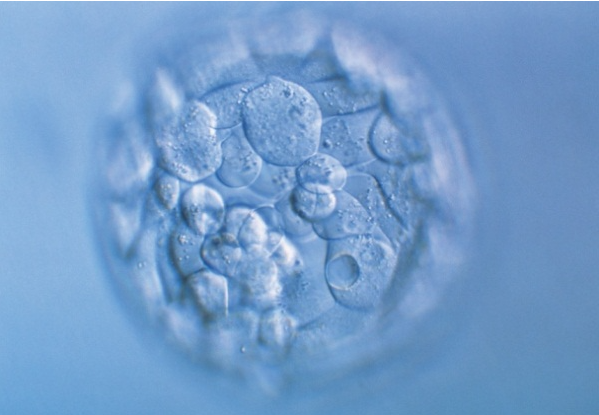 試管嬰兒移植失敗后多久能再移植？試管嬰兒再次移植所需時間