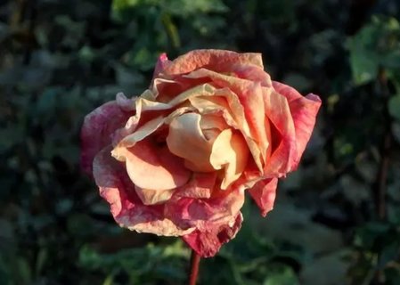 卵巢囊腫有什么癥狀和感覺？卵巢囊腫的一般癥狀