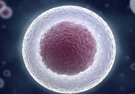 優勢卵泡有什么好處？探索優勢卵泡的好處