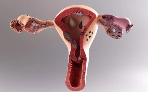 輸卵管形態(tài)迂曲