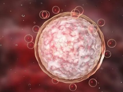 優(yōu)勢(shì)卵泡