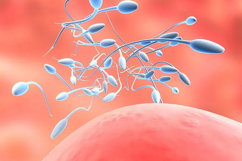 46歲借卵生子成功率非常高嗎？成功率評估與生育策略