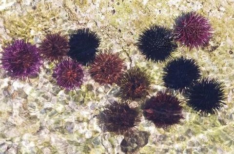 女人吃海膽有什么好處？營養與健康的雙重收獲